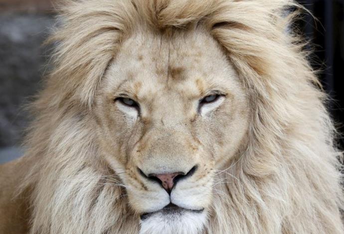 אריה אפריקאי (צילום:  רויטרס)